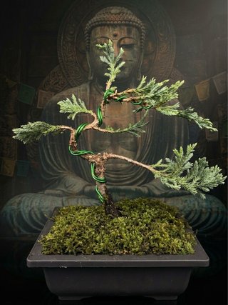 Pre bonsai Juniperus communis