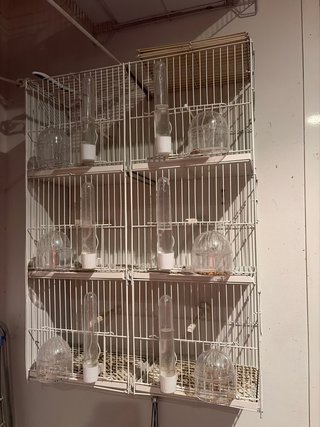 Set de 6 Jaulas para Pájaros