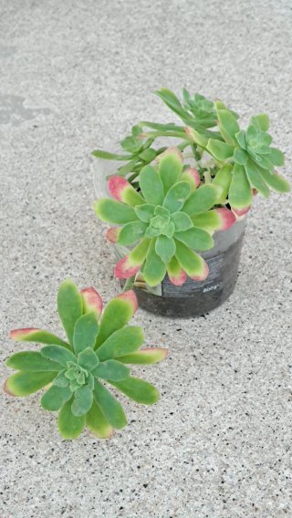 Planta Begónia Maculata 2,00€  Plantas 2,00€a5,00€