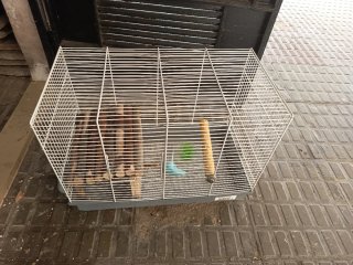Jaula para Agapornis o Ninfas