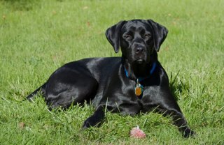 Educador canino