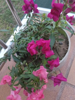 Planta Natural con Flores Rosas y olla antigua
