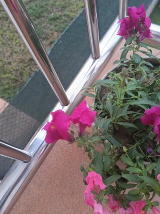 Planta Natural con Flores Rosas y olla antigua