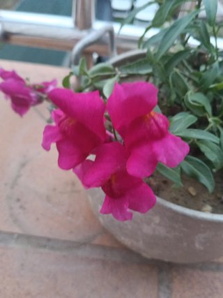 Planta Natural con Flores Rosas y olla antigua