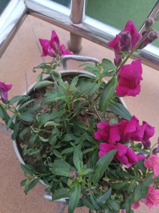 Planta Natural con Flores Rosas y olla antigua