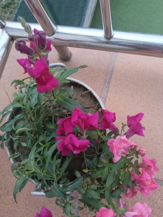 Planta Natural con Flores Rosas y olla antigua