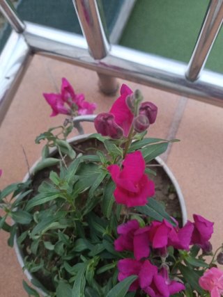 Planta Natural con Flores Rosas y olla antigua