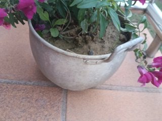 Planta Natural con Flores Rosas y olla antigua