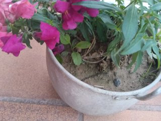 Planta Natural con Flores Rosas y olla antigua