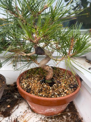 Bonsái Pino Negro Thunbergii
