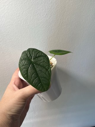 Baby Alocasia Melo