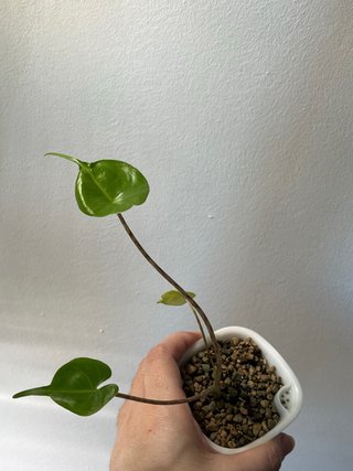 Baby Alocasia Stingray