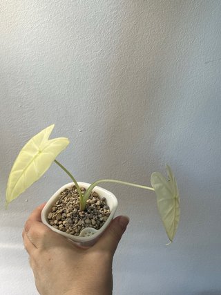 Alocasia Frydek Variegata Albo Bebé
