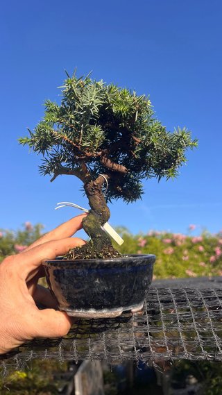 BONSAI JUNIPERO RIGIDA / ENEBRO /  JAPON IMPORT