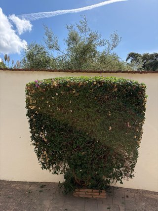 🇪🇸  ¿NECESITA UN JARDINERO EN LA COSTA DEL SOL, MÁ