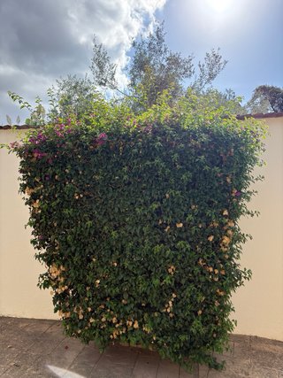 🇪🇸  ¿NECESITA UN JARDINERO EN LA COSTA DEL SOL, MÁ