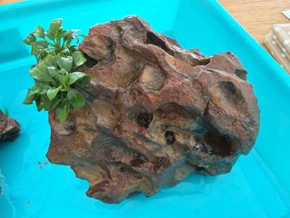 Roca Dragón SERA con Anubias Mini Coin