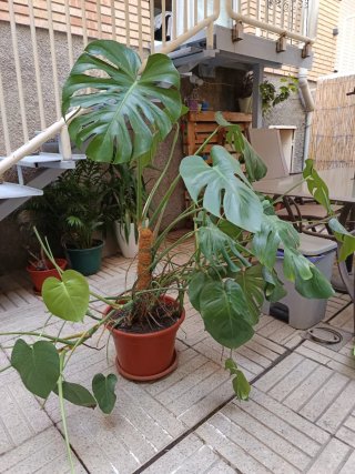 Costilla de Adán - Planta Monstera