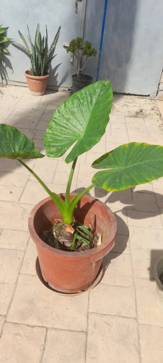 Alocasia u Oreja de Elefante
