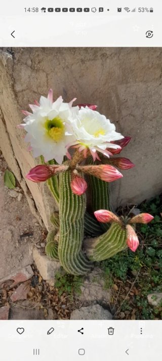 Planta Cactus Echinopsis