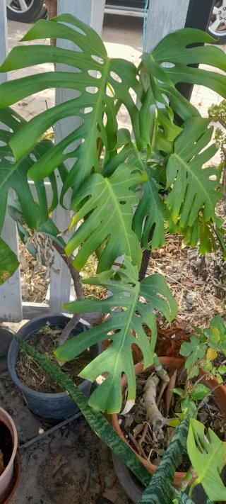 Planta Monstera Costilla de Adán