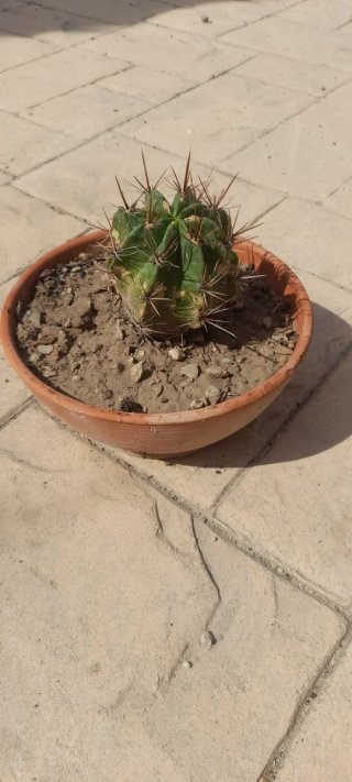 Cactus Trichocereus en maceta