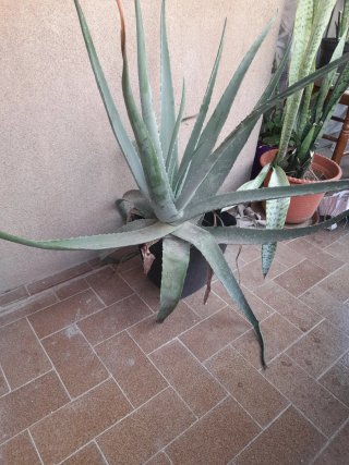 Planta Aloe Vera en maceta