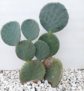 Fico d'India Opuntia Pala Tonda