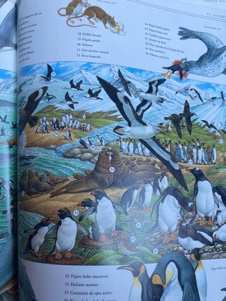 Animales de los océanos, selva, polos y desiertos