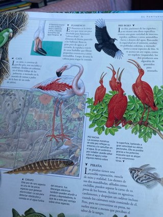 Animales de los océanos, selva, polos y desiertos