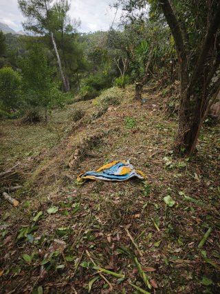 Forestal jardinería