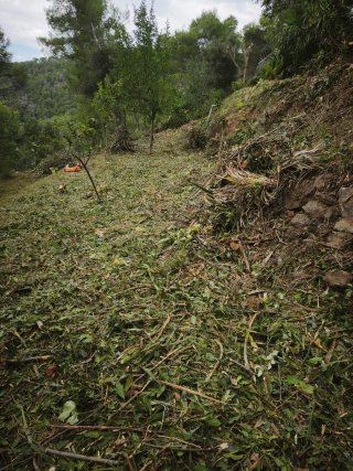 Forestal jardinería