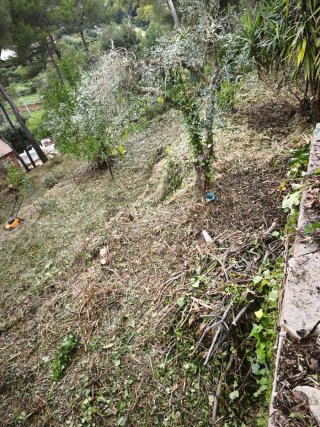 Forestal jardinería