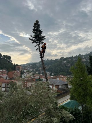 Forestal jardinería