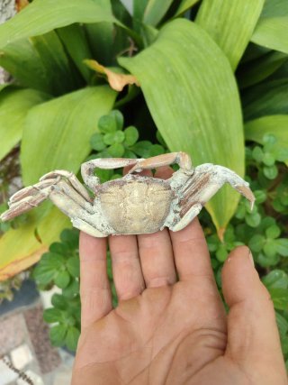 Cangrejo Fósil Macroptalmus
