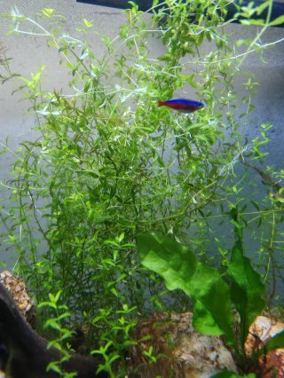 Planta Acuática Micranthemum micranthemoides