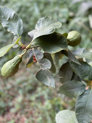 Pianta di limoni