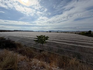 Finca de uva de mesa en Agost: 2,5 ha