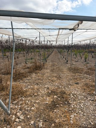 Finca de uva de mesa en Agost: 2,5 ha
