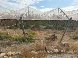 Finca de uva de mesa en Agost: 2,5 ha