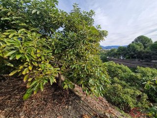 Terreno en venta en Monte los Almendros - El Pargo - Costa Aguilera en Salobreña
