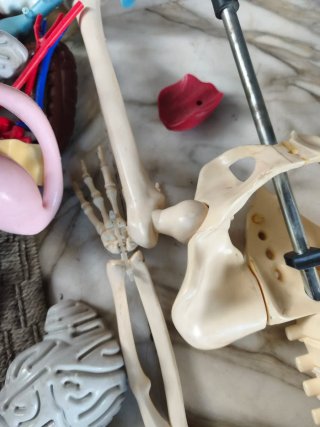 Esqueleto Juguete Ciencias Coleccionable