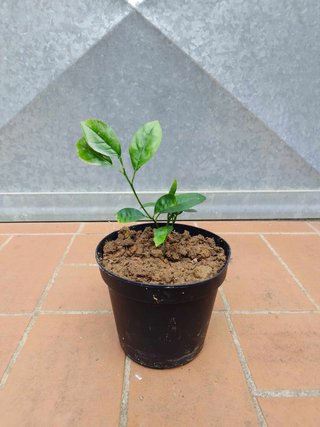 Pianta Limone Rosso h 20 25 cm vaso 14 agrumi