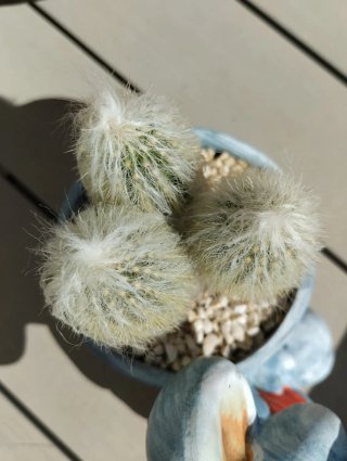 Cleistocactus strausii en maceta
