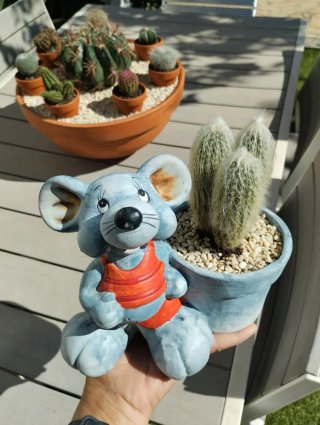 Cleistocactus strausii en maceta