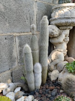 Cleistocactus strausii en maceta