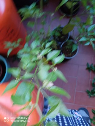 3 Plantas de Pimiento Picante