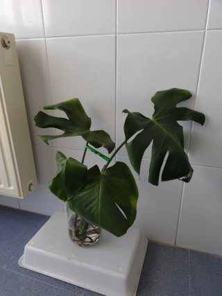 Monstera 2