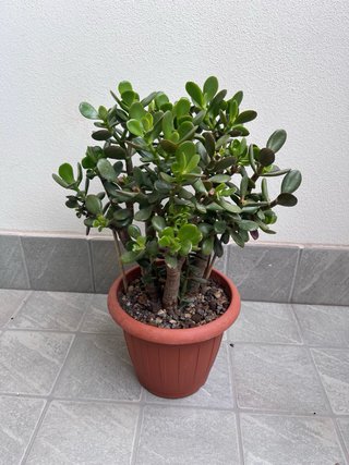 Pianta di Giada (Crassula Ovata)