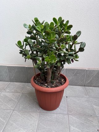 Pianta di Giada (Crassula Ovata)